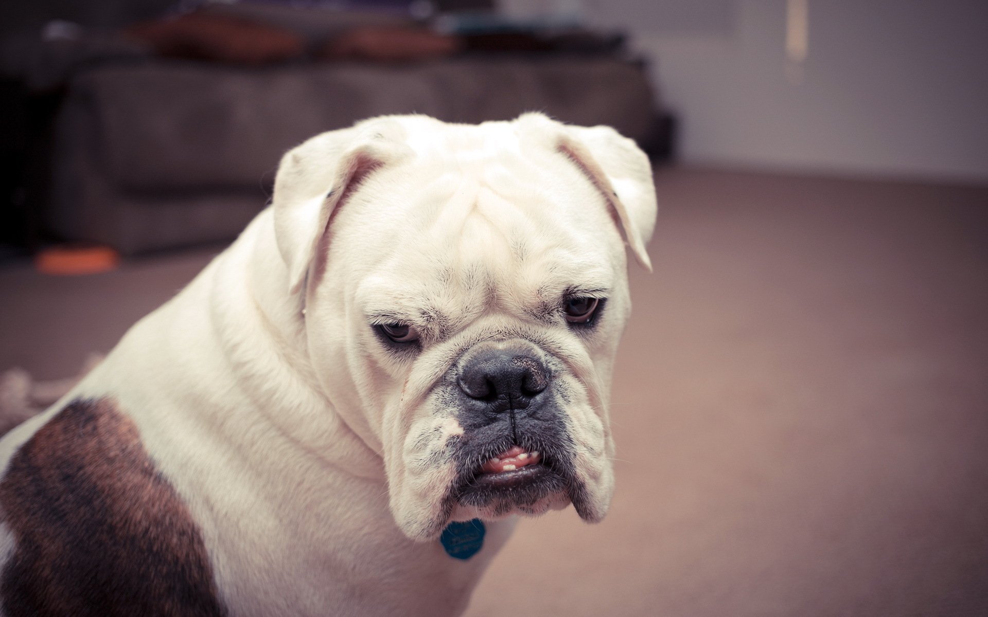 HD desktop wallpaper featuring a close-up of a white and brown boxer dog with a slightly wrinkled face, indoors with blurred background.