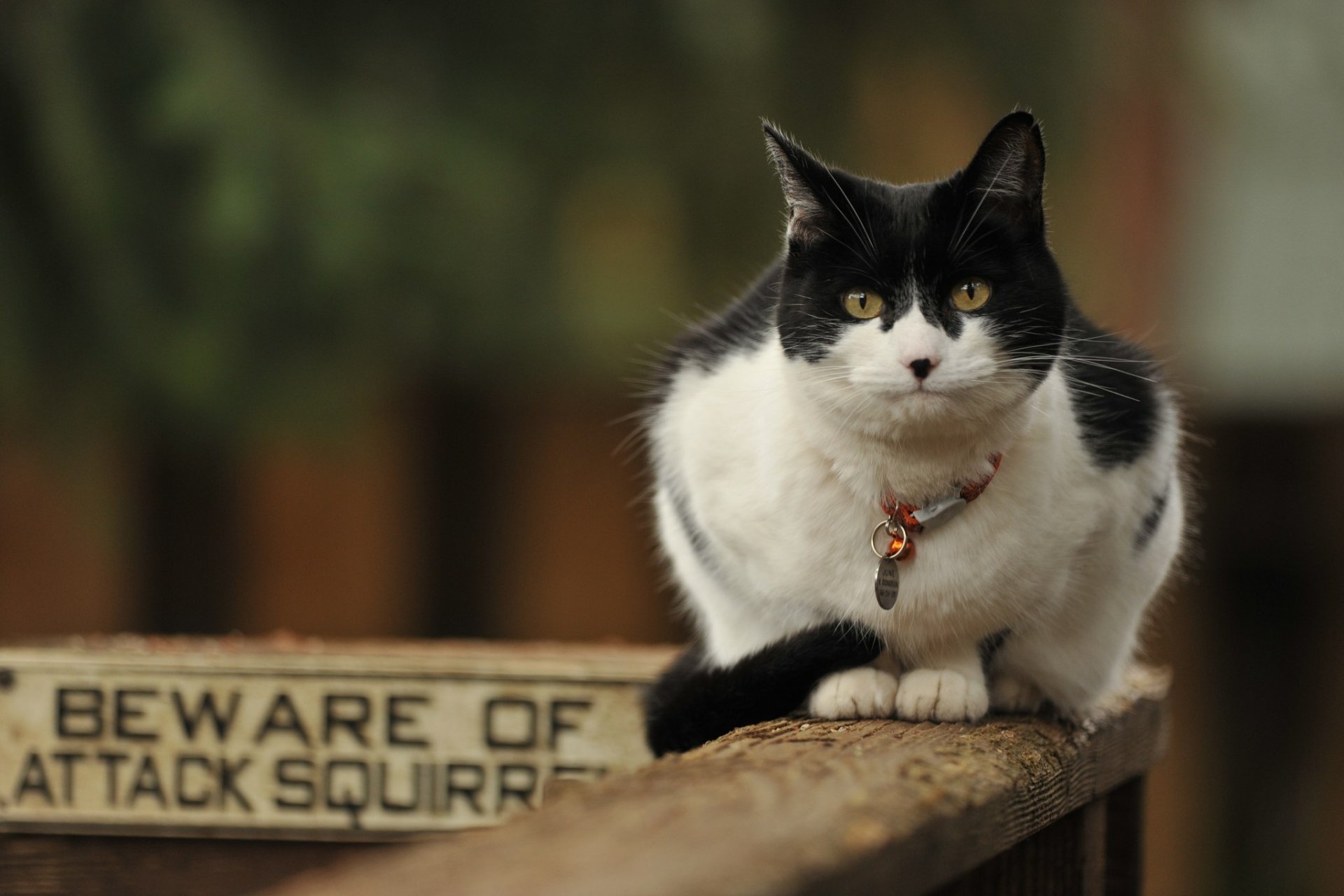 A black-and-white cat sits on a wooden railing near a sign that reads Beware of Attack Squirrel, captured in high definition for a desktop wallpaper or background.