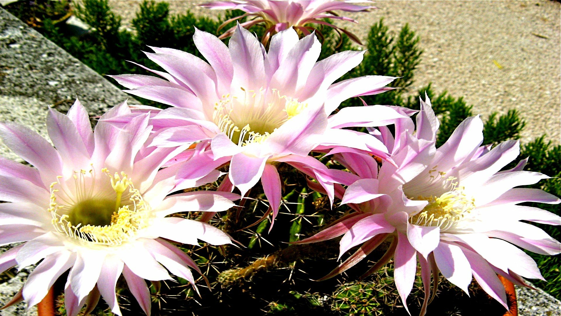 Download Nature Cactus HD Wallpaper