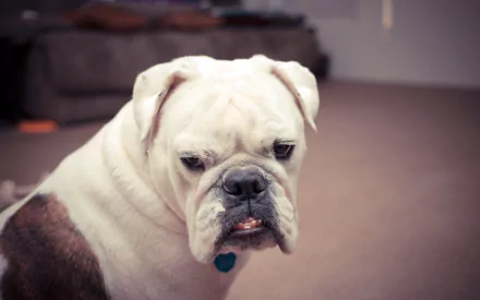 HD desktop wallpaper featuring a close-up of a white and brown boxer dog with a slightly wrinkled face, indoors with blurred background.