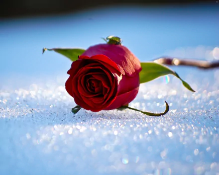 A vibrant red rose rests on sparkling snow, captured in a crisp HD nature wallpaper for PC desktop background.