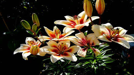  Lilium Tinos