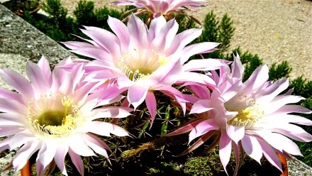  Echinopsis