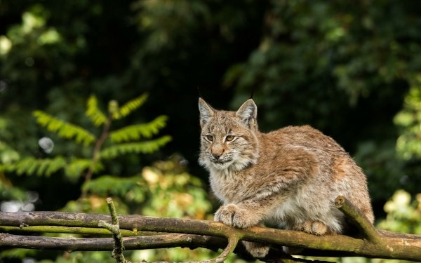 Animal Lynx Cats HD Wallpaper | Background Image