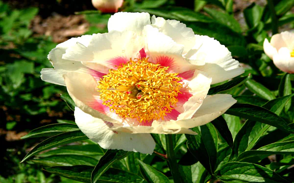  Paeonia Athena