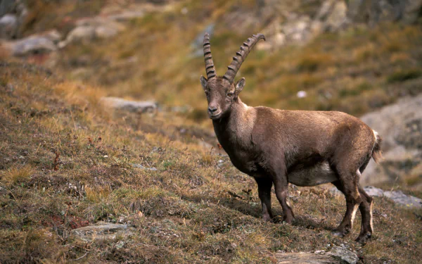 Animal alpine ibex HD Desktop Wallpaper | Background Image