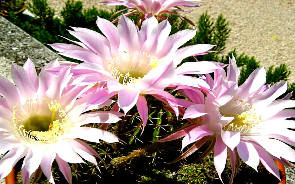  Echinopsis