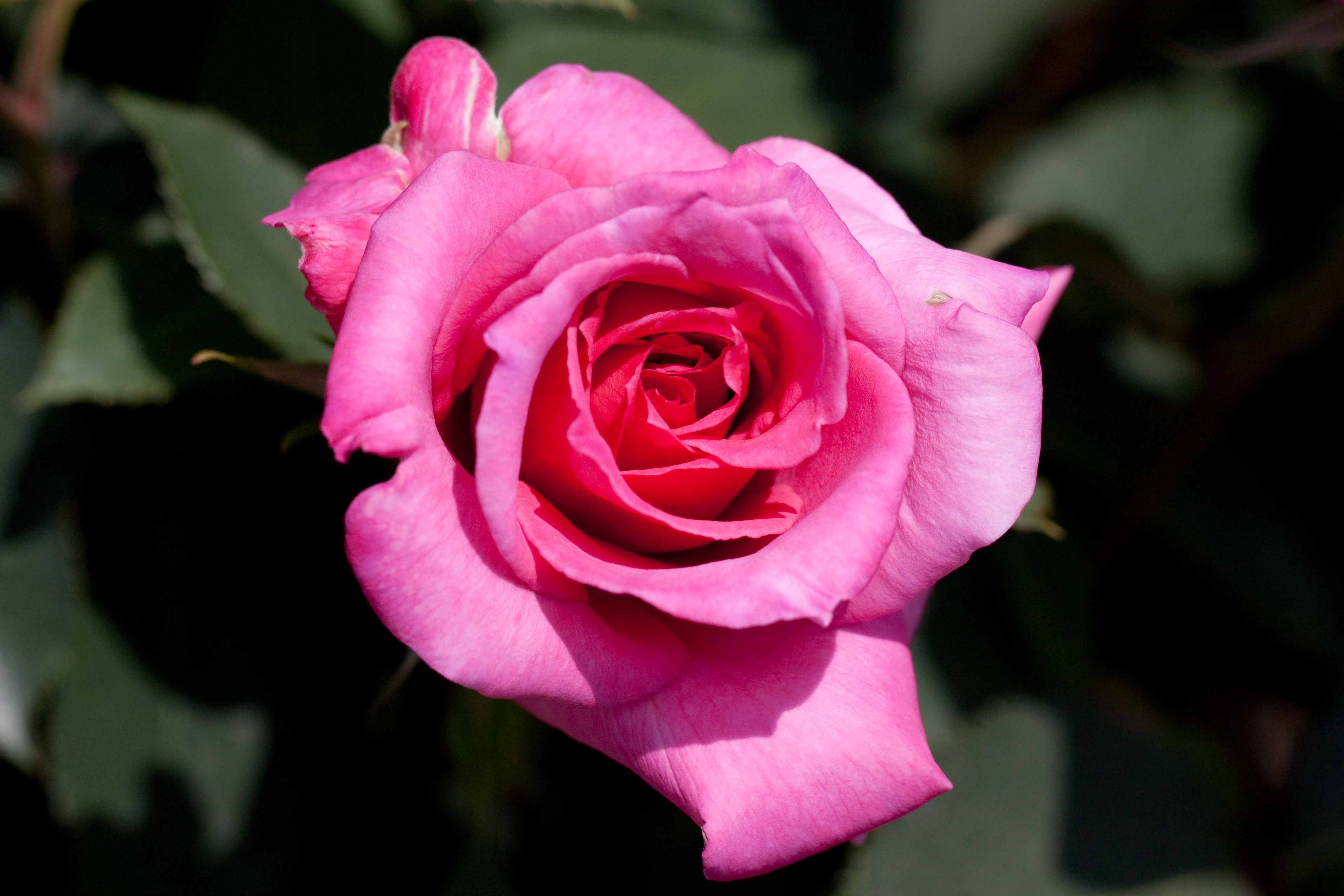 Download Nature Rose 4k Ultra HD Wallpaper