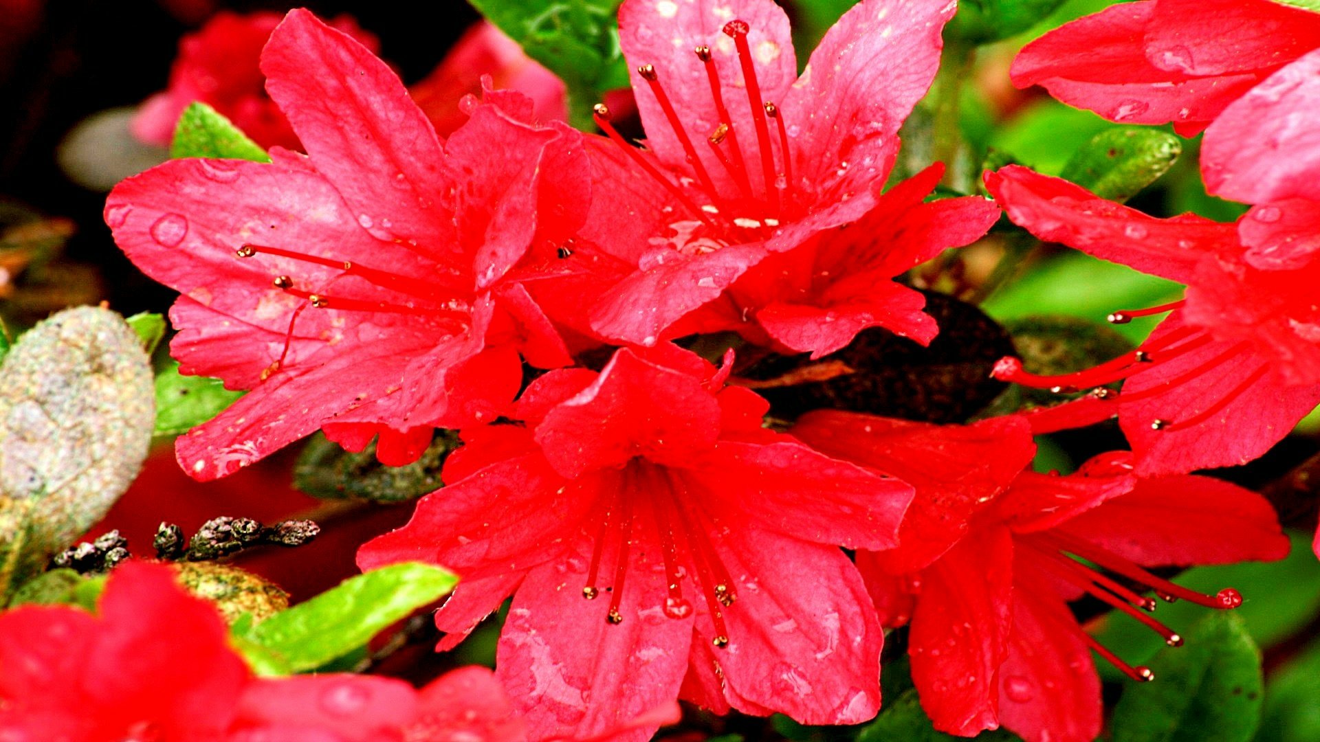 Nature Azalea HD Wallpaper