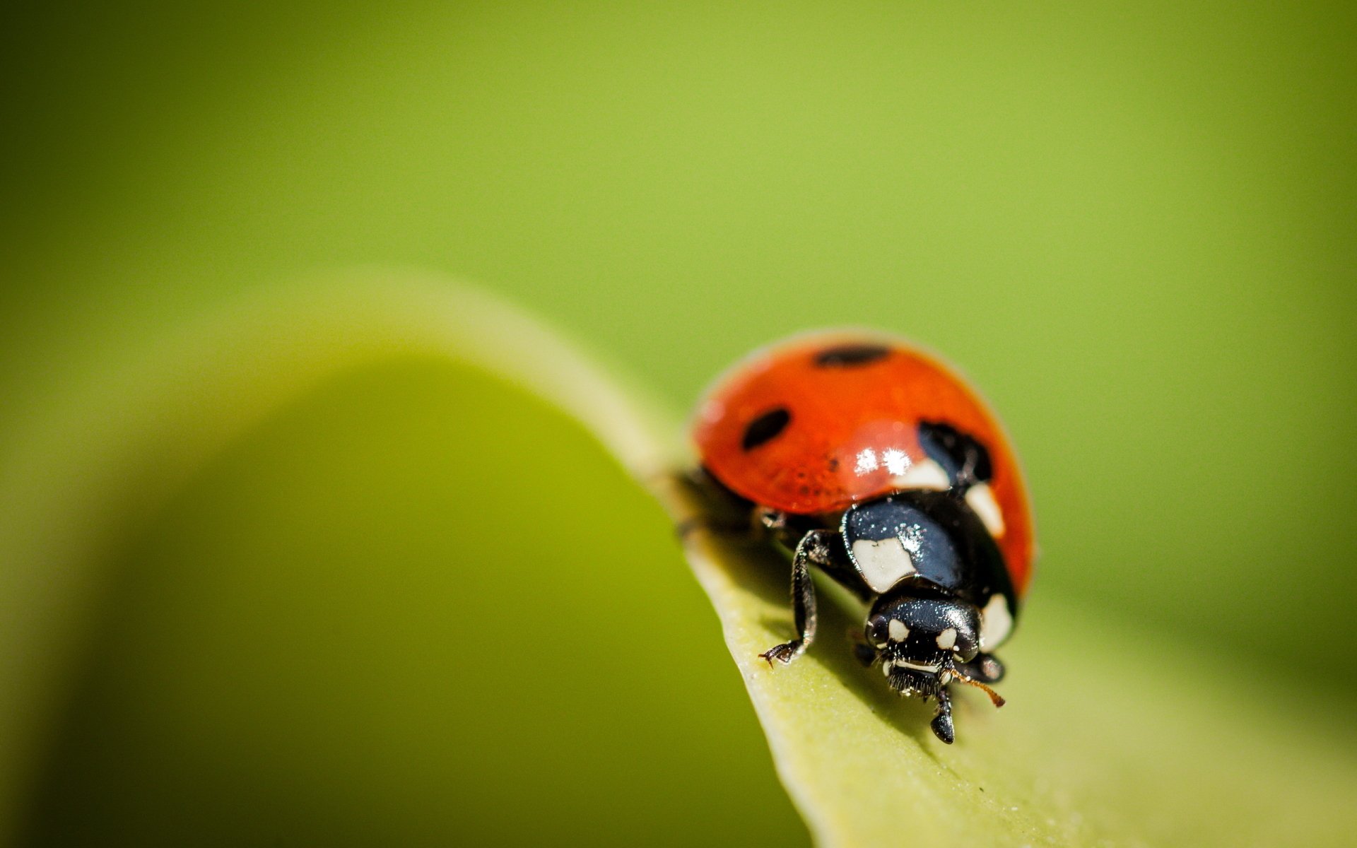 Download Animal Ladybug HD Wallpaper