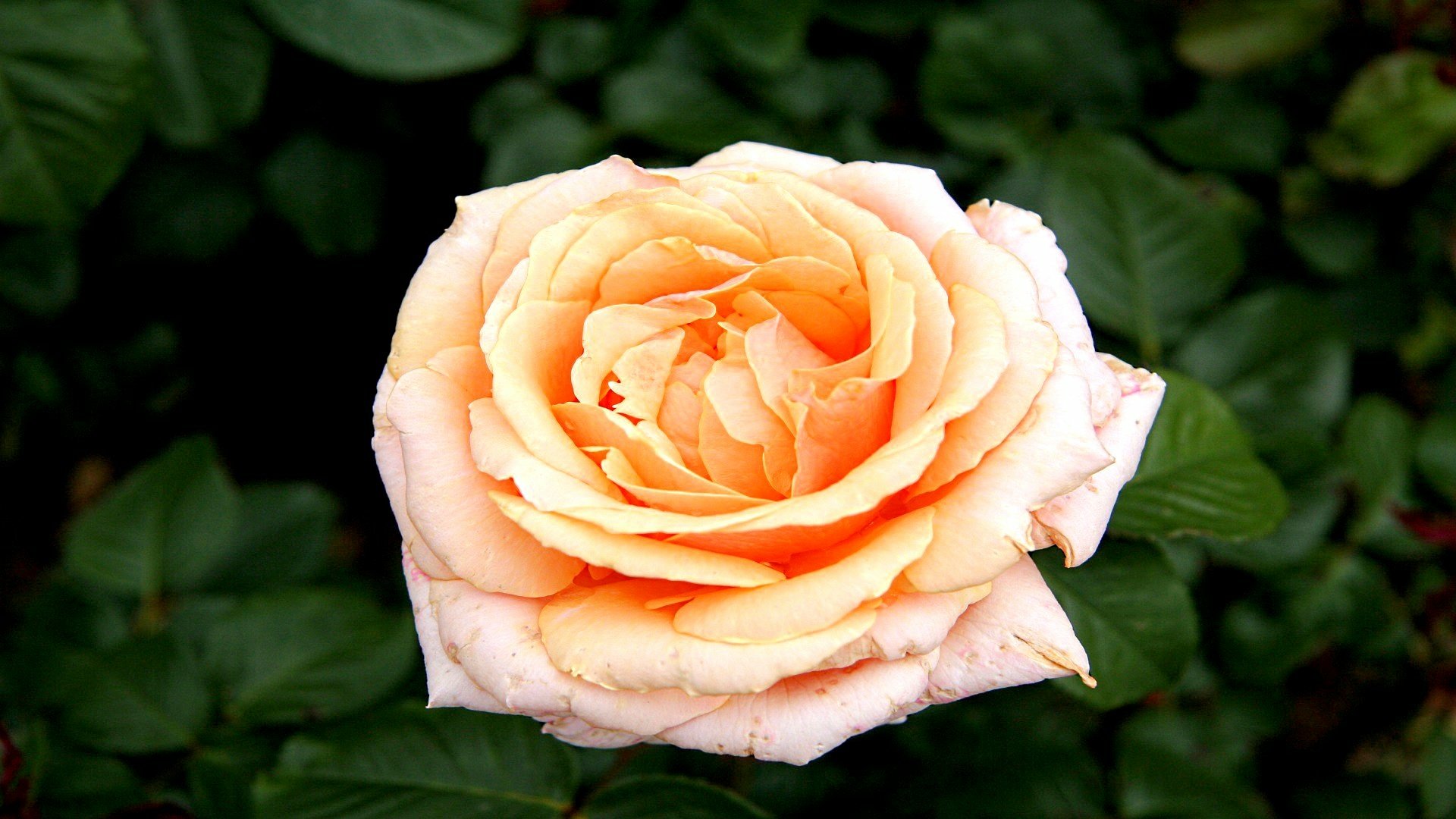 HD PC desktop wallpaper showing a soft peach rose in full bloom centered against dark green foliage, nature-themed background.