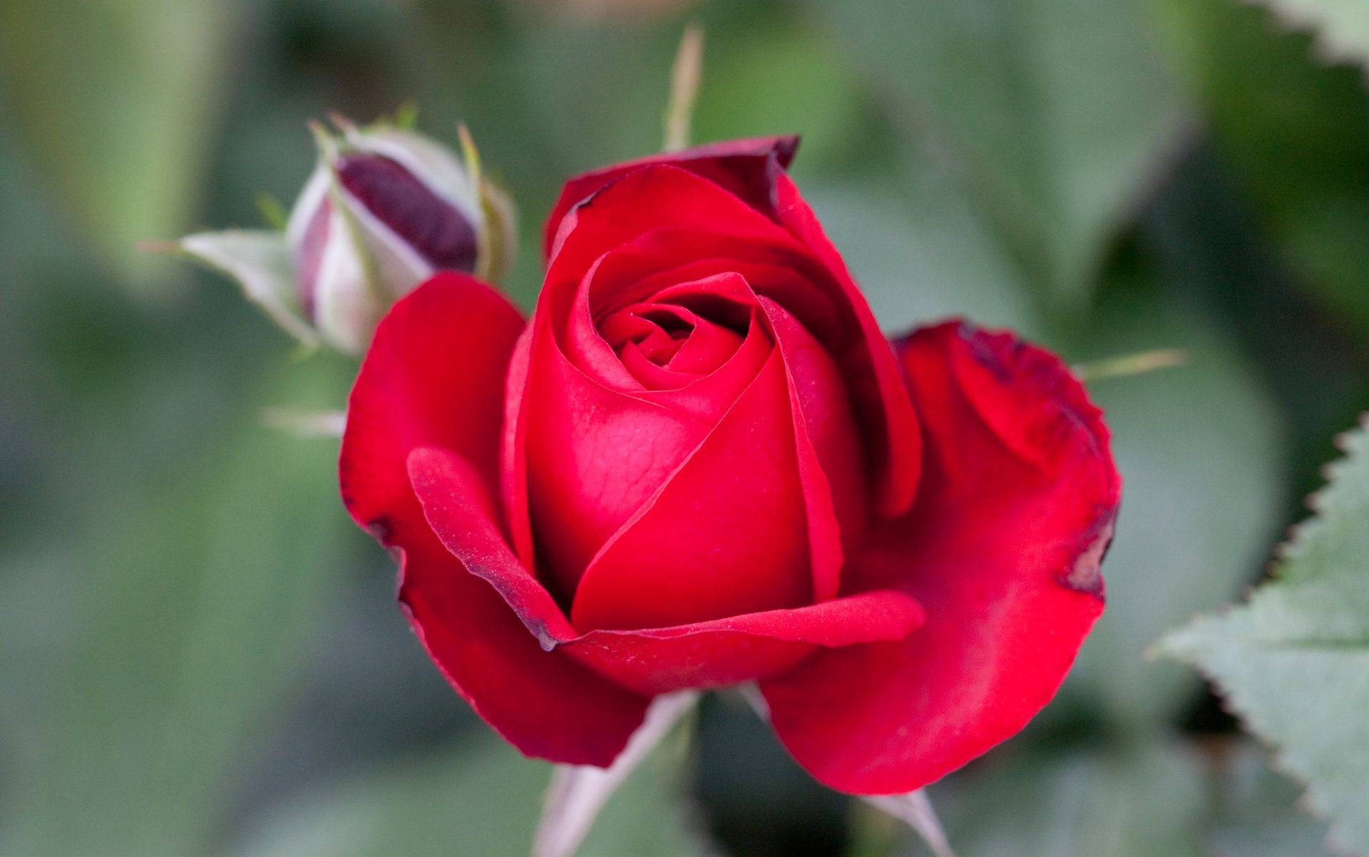 Nature Rose 4k Ultra HD Wallpaper
