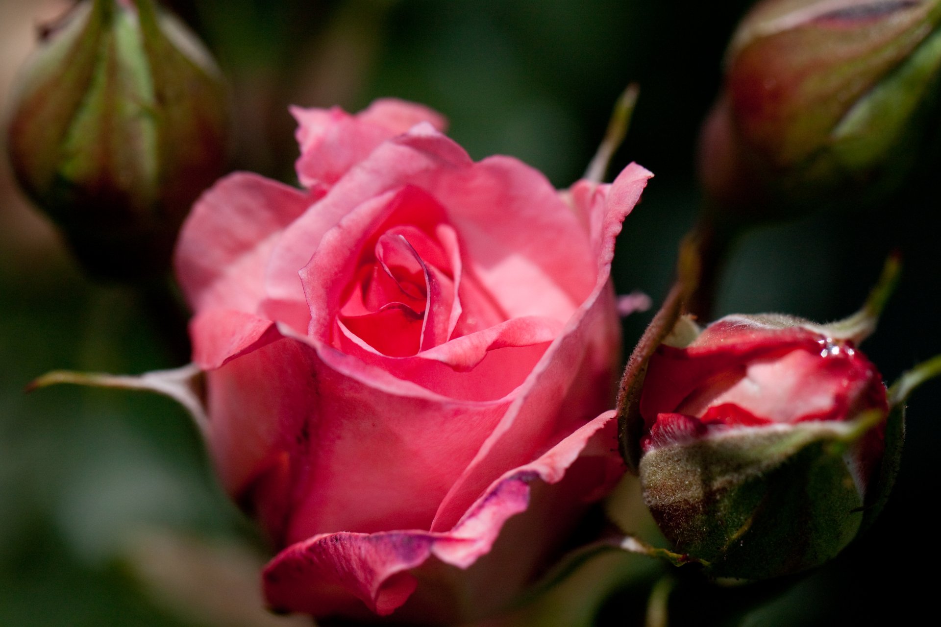 Download Nature Rose 4k Ultra HD Wallpaper