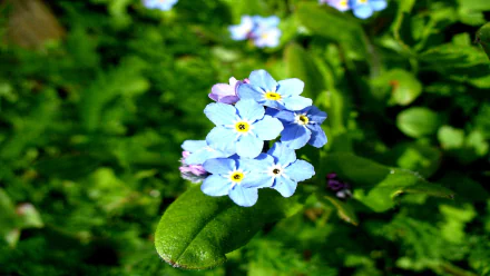 Myosotis nature forget-me-not HD Desktop Wallpaper | Background Image