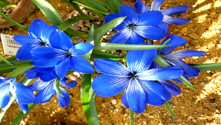  Tecophilaea cyanocrocus