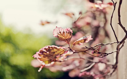A close-up view of delicate, multicolored leaves on a branch, set against a softly blurred green background, creating a serene nature-inspired desktop wallpaper.