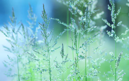 nature grass HD Desktop Wallpaper | Background Image