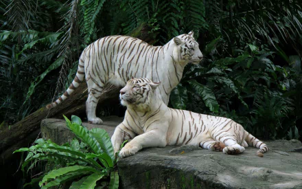 Two majestic white tigers rest on a rock surrounded by lush greenery. HD desktop wallpaper and background.