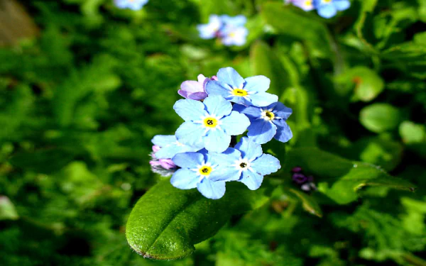 Myosotis nature forget-me-not HD Desktop Wallpaper | Background Image