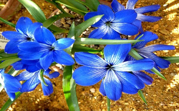 blue flower nature flower HD Desktop Wallpaper | Background Image