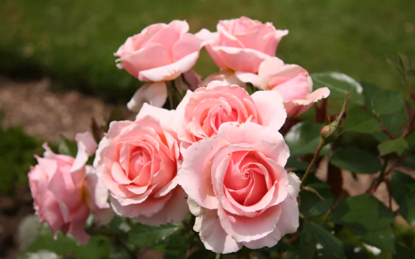 HD desktop wallpaper featuring a vibrant rose bush with blooming pink roses set against a natural green background.
