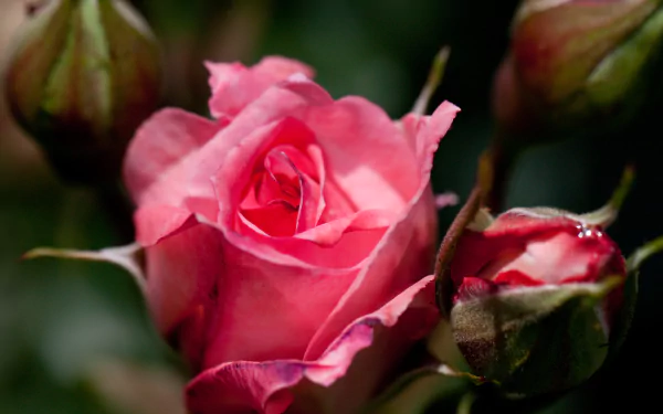 nature rose HD Desktop Wallpaper | Background Image