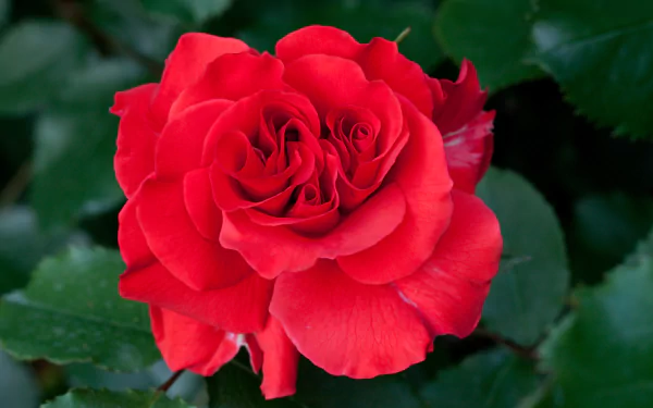 4K Ultra HD PC desktop wallpaper of a vivid red rose in full bloom against deep green foliage, nature background.