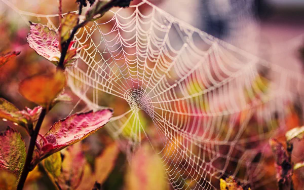 photography spider web HD Desktop Wallpaper | Background Image