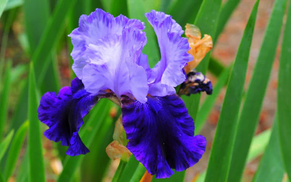 nature iris HD Desktop Wallpaper | Background Image