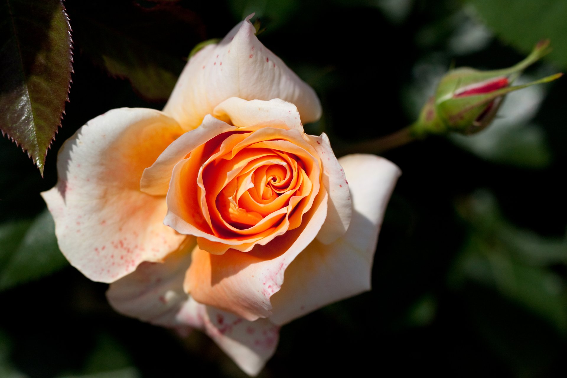 Download Nature Rose 4k Ultra HD Wallpaper