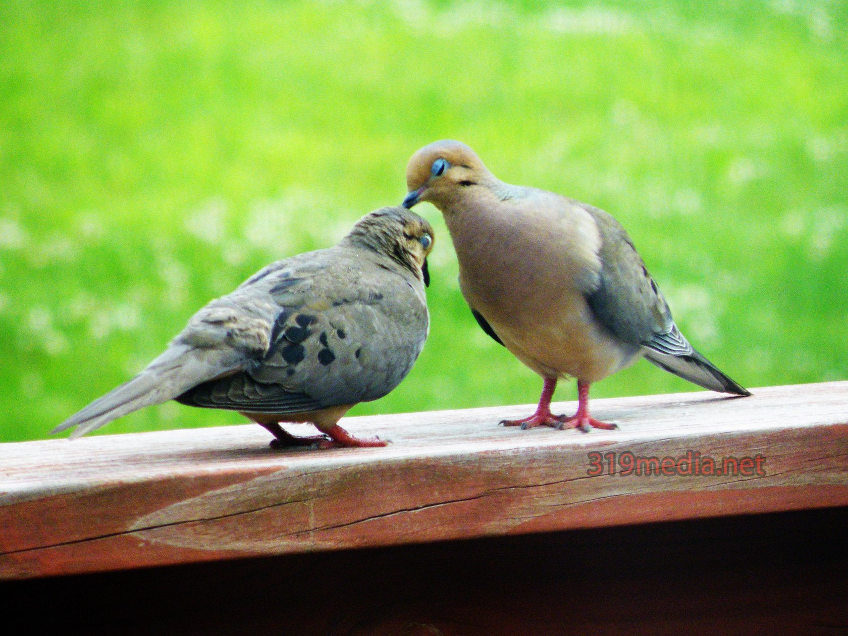 Two doves share a tender moment on a wooden railing, surrounded by lush green nature. This HD image captures the essence of love and connection among animals.