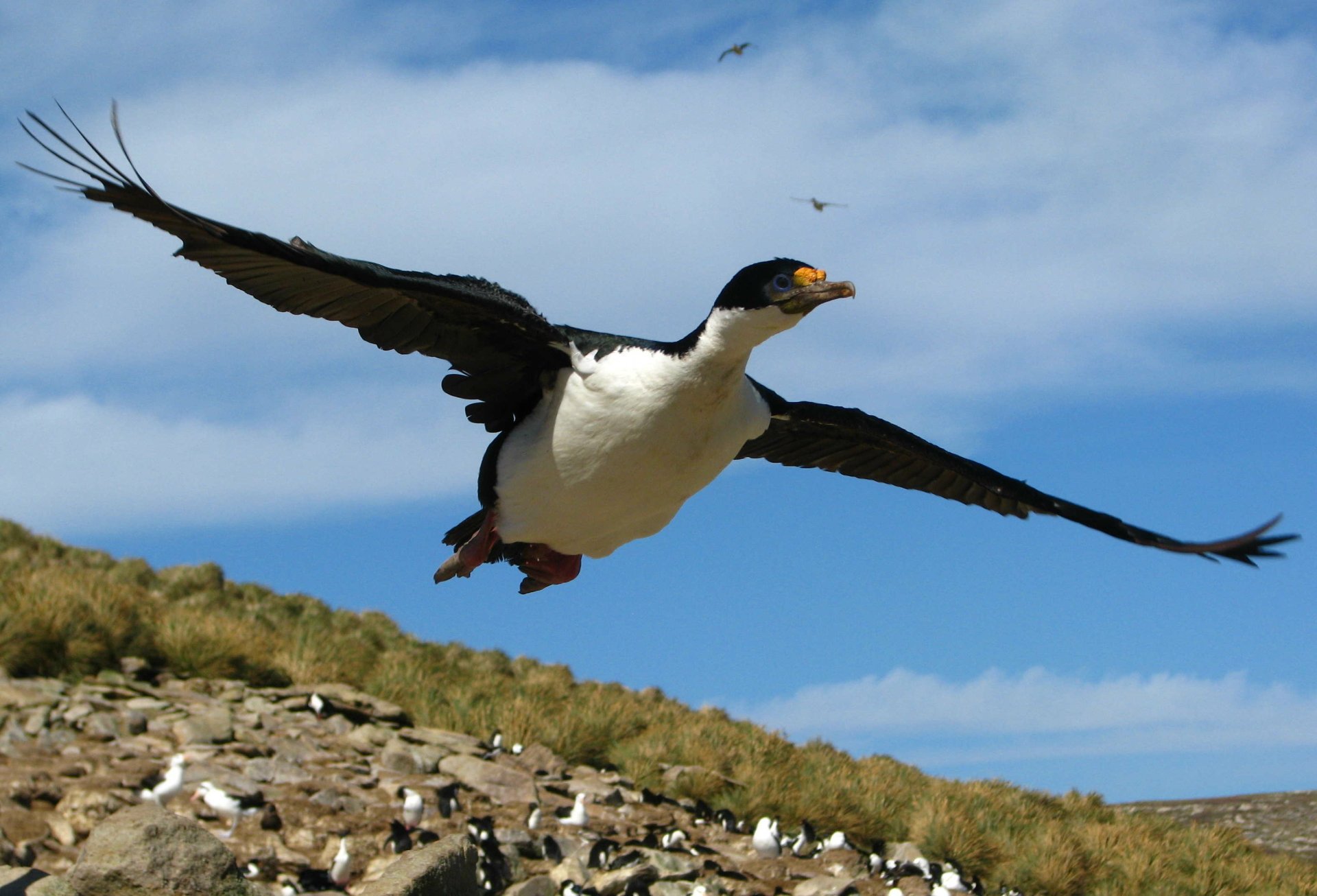 Imperial shag bird in flight above a rocky coast beneath a blue sky, 2K Quad HD PC desktop wallpaper background.