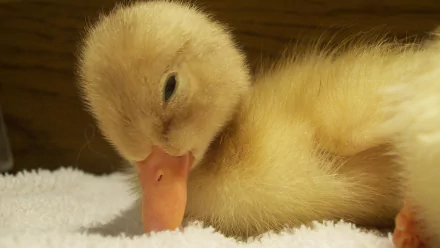  duckling