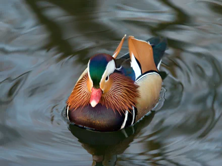  duck