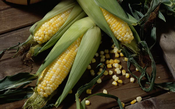 food corn HD Desktop Wallpaper | Background Image