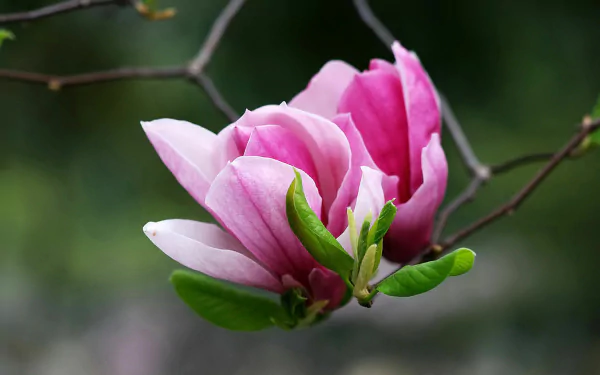 A close-up of vibrant pink magnolia flowers blooming on a slender branch, surrounded by green leaves, set against a soft, blurred natural background. High-definition desktop wallpaper.