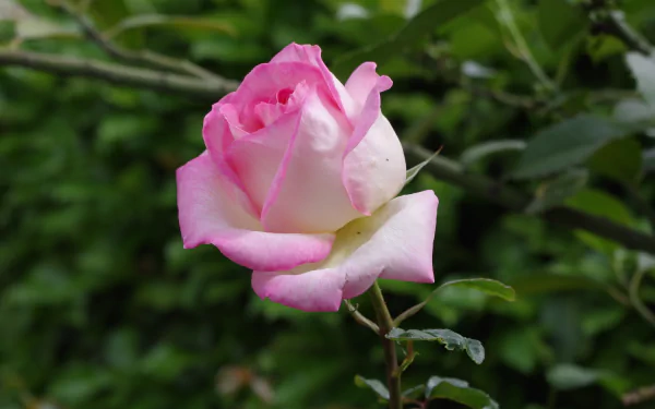 nature rose HD Desktop Wallpaper | Background Image