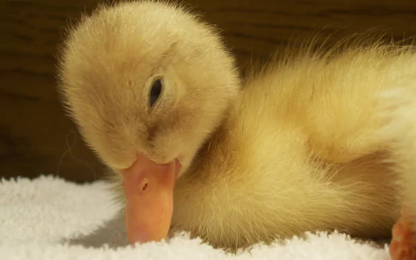  duckling