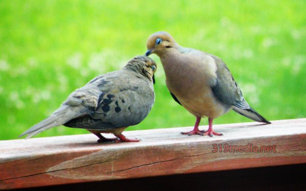Animal Dove Birds Columbidae Nature Bird Love HD Wallpaper | Background Image