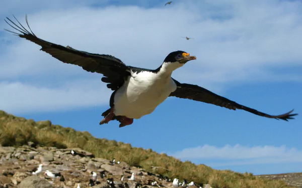 Imperial shag bird in flight above a rocky coast beneath a blue sky, 2K Quad HD PC desktop wallpaper background.