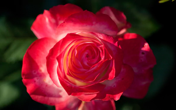 A vibrant red rose in full bloom, captured in stunning 4K Ultra HD detail, showcasing nature’s intricate beauty in this PC desktop wallpaper.