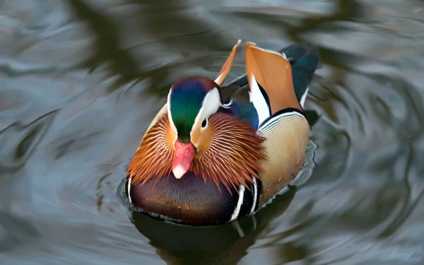 A vibrant mandarin duck floats gracefully on calm water, captured in HD quality as an animal-themed desktop wallpaper.