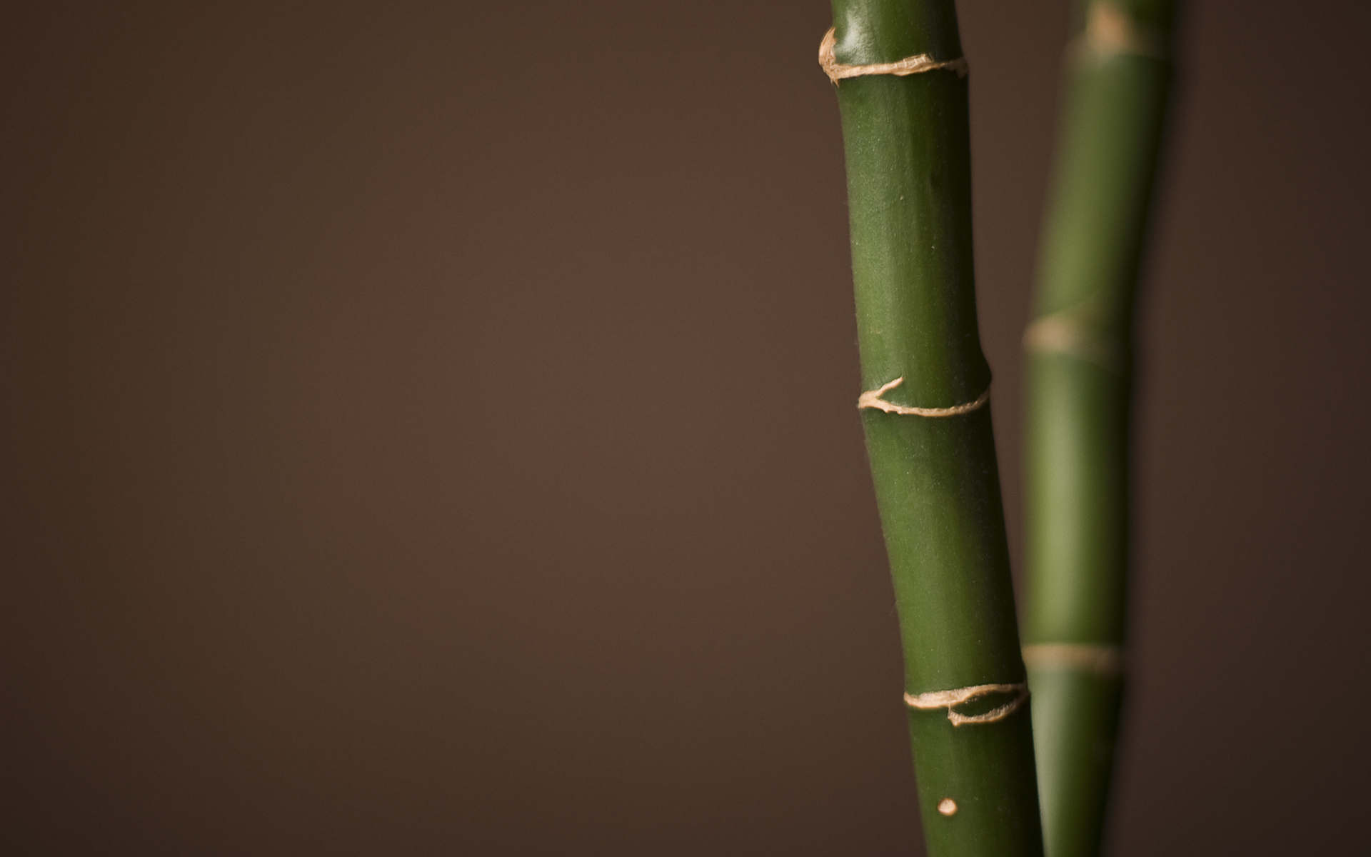 Nature Bamboo HD Wallpaper | Background Image