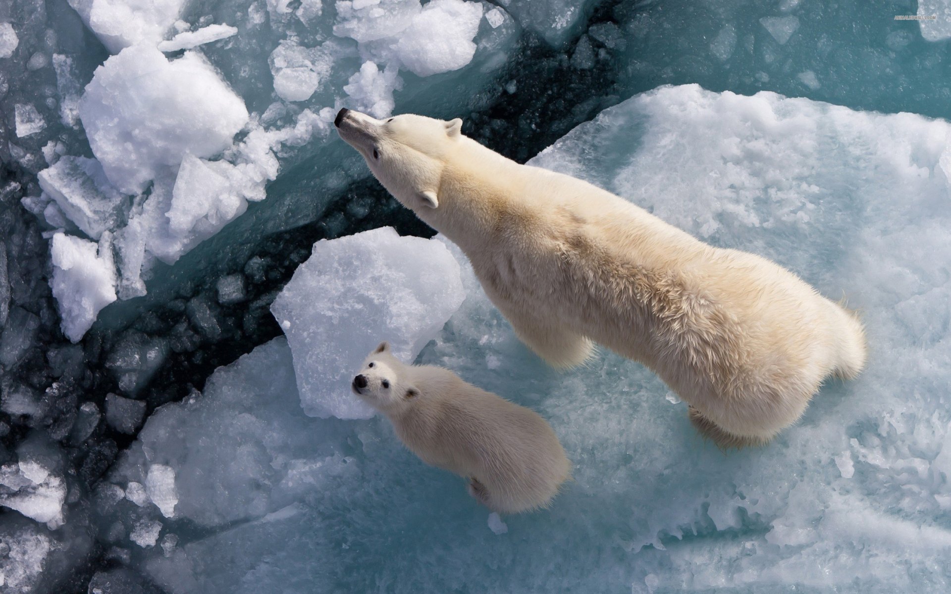 A stunning HD desktop wallpaper featuring a polar bear and its cub exploring an icy landscape, showcasing the beauty of these majestic animals in their natural habitat.