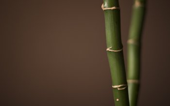 99 Bamboo HD Wallpapers | Background Images - Wallpaper Abyss