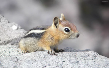 HD desktop wallpaper of a cute chipmunk perched on a rock, showcasing its detailed fur and bright eyes against a softly blurred natural background.
