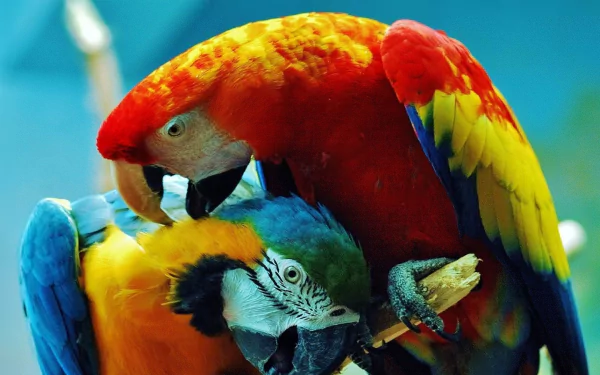 parrot Blue-and-yellow Macaw scarlet macaw bird Animal macaw HD Desktop Wallpaper | Background Image