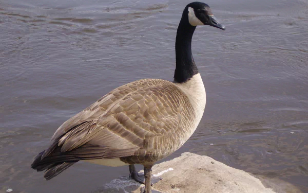 Animal goose HD Desktop Wallpaper | Background Image