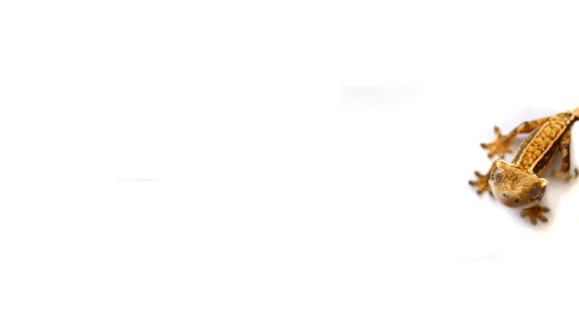 Download Animal Gecko HD Wallpaper