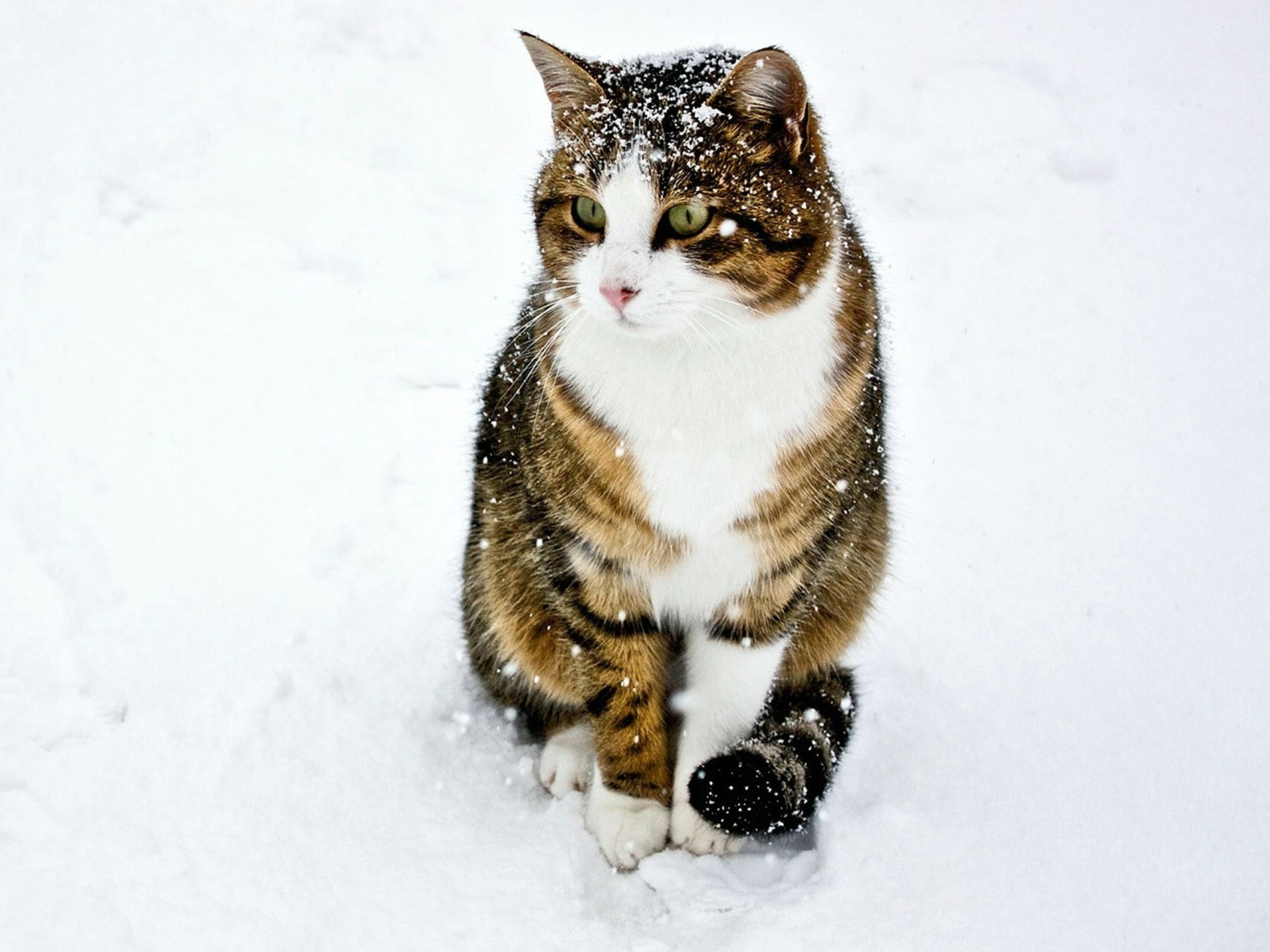 A beautiful cat sits gracefully in the snow, capturing a serene winter moment. This HD wallpaper offers a striking background for your desktop.